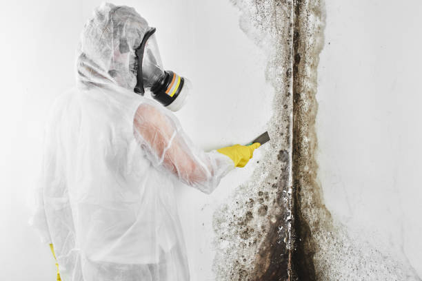 Best Residential Mold Remediation in North Chicago, IL