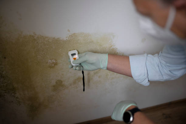 Best DIY Mold Remediation Support Services in North Chicago, IL