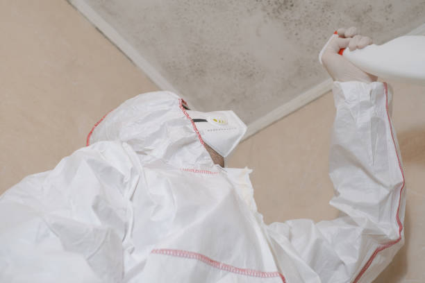 Best Industrial Mold Remediation in North Chicago, IL