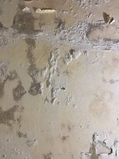 Best Basement Mold Remediation in North Chicago, IL